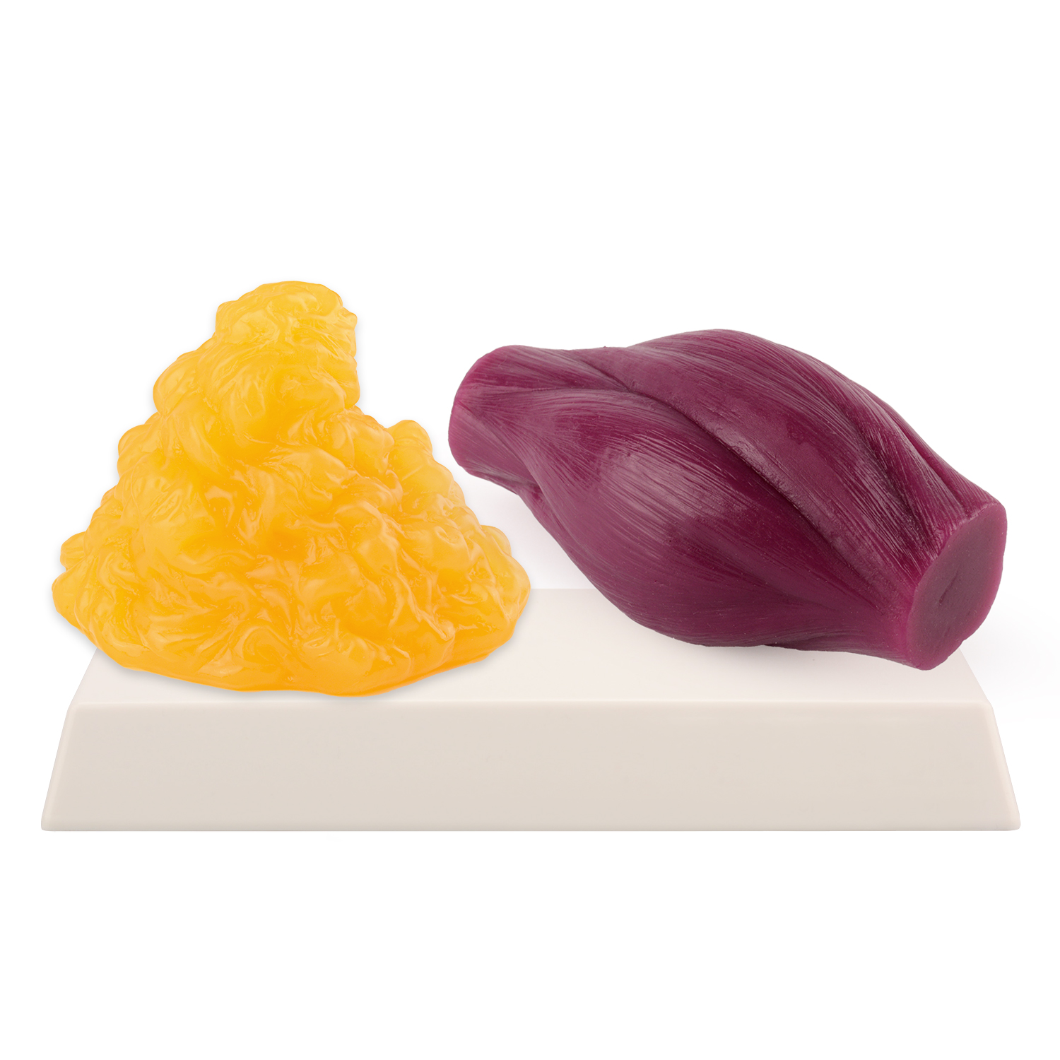 Nutrition For Fitness - 1lb Fat Replica & Muscle to