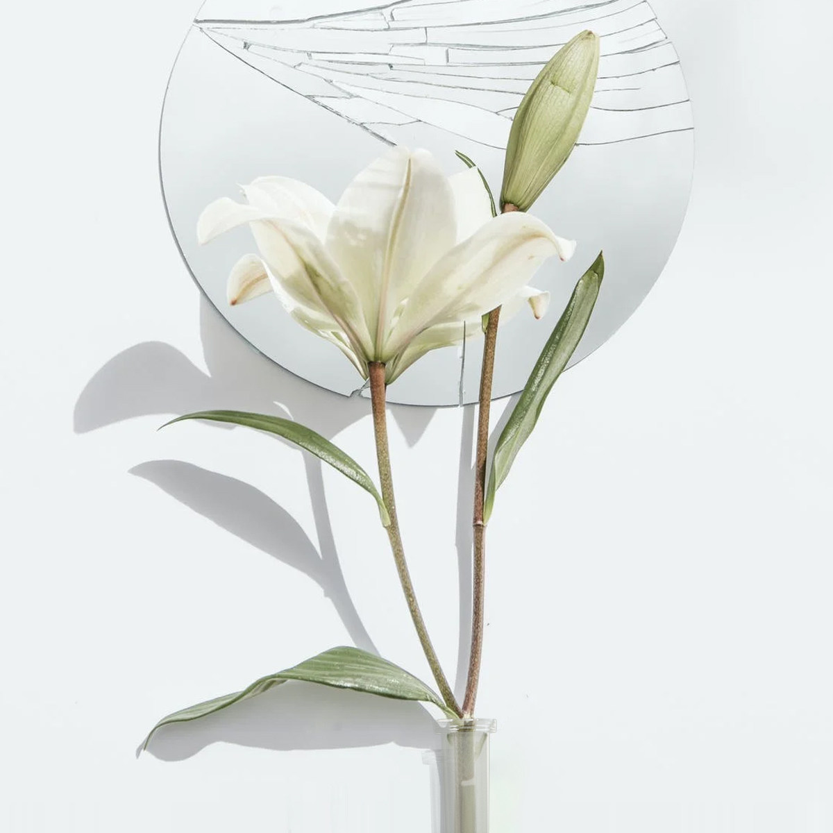 50Pcs Transparent Flower Water - огляд і ціна Nutrition & Fitness Hub