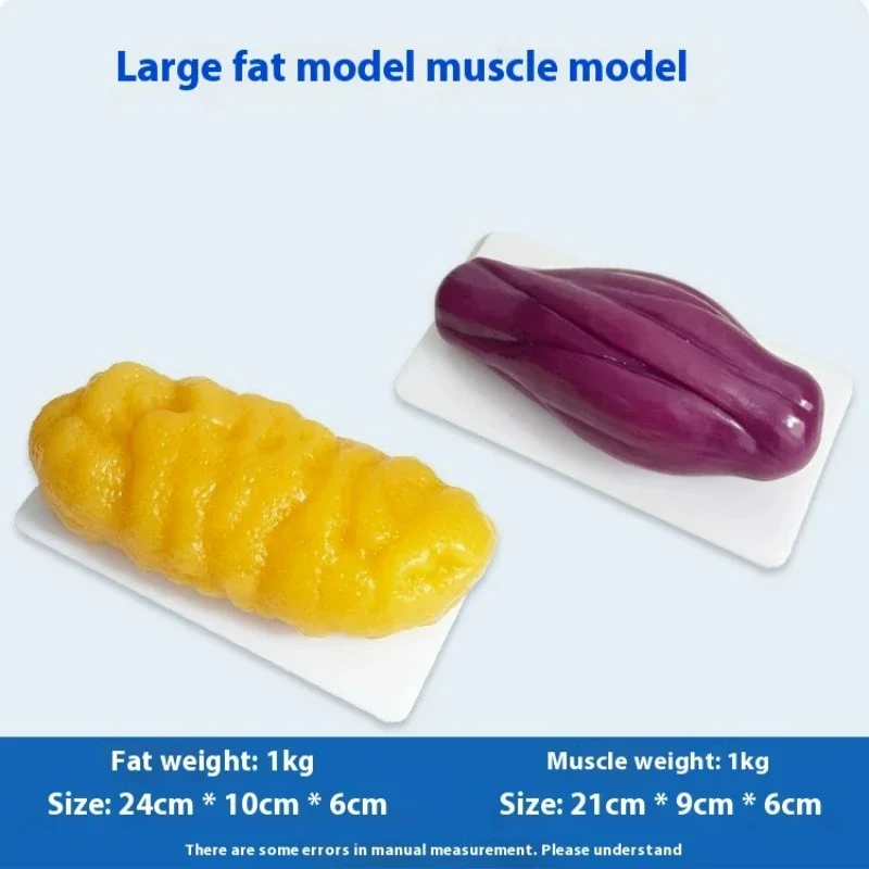 Human Muscle and Fat Replicas  - огляд і ціна Nutrition Fitness Center